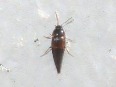 Tachyporus hypnorum