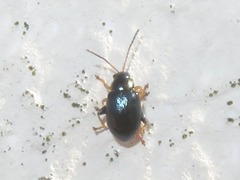 Aphthona nonstriata