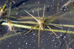 Dolomedes facetus