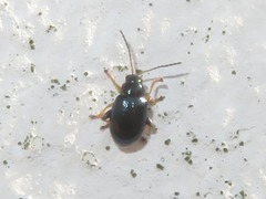 Aphthona nonstriata