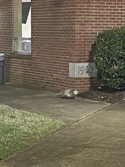 Didelphis virginiana