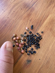 Zanthoxylum gilletii