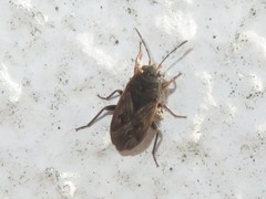 Trapezonotus arenarius