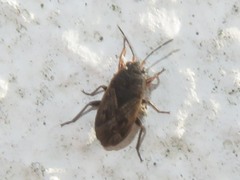 Trapezonotus arenarius