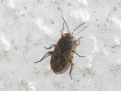Trapezonotus arenarius