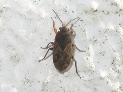 Trapezonotus arenarius