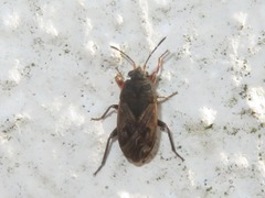 Trapezonotus arenarius