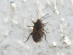 Trapezonotus arenarius