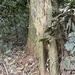 Strombosia scheffleri - Photo (c) bryanadkins,  זכויות יוצרים חלקיות (CC BY-NC)