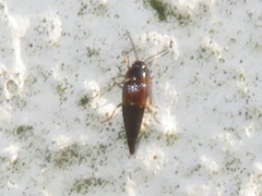Tachyporus hypnorum