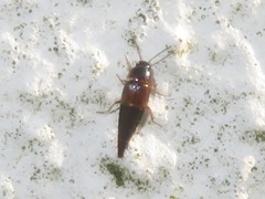 Tachyporus hypnorum