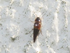 Tachyporus hypnorum