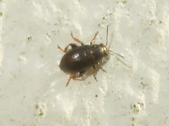 Chaetocnema hortensis