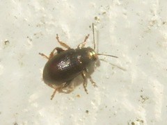 Chaetocnema hortensis