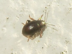 Chaetocnema hortensis