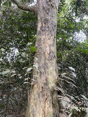 Strombosia scheffleri image