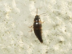 Tachyporus hypnorum