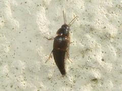 Tachyporus hypnorum