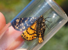 Eurranthis plummistaria