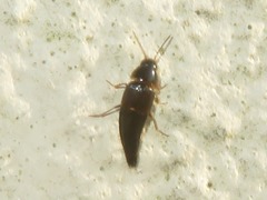 Tachyporus hypnorum