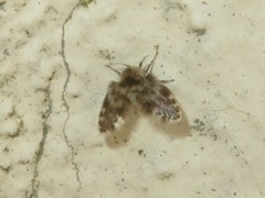 Clytocerus splendidus