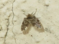 Clytocerus splendidus