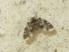 Clytocerus splendidus