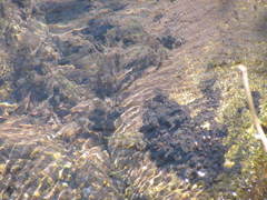 Peltigera hydrothyria