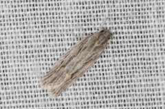 Phylomictis idiotricha