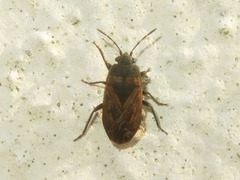 Trapezonotus arenarius