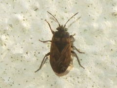 Trapezonotus arenarius