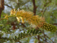 Prosopis juliflora