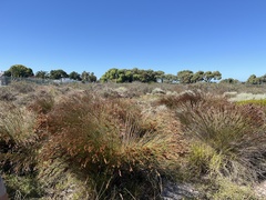 Thamnochortus punctatus