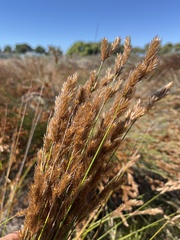 Thamnochortus punctatus