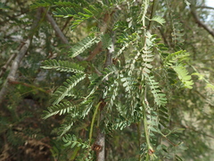Prosopis juliflora