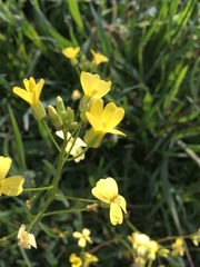 Bunias erucago