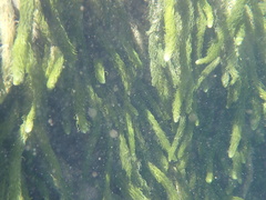 Caulerpa crispata