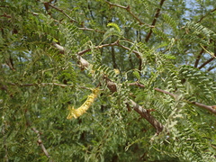 Prosopis juliflora
