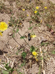 Megachile disjunctiformis