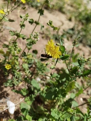 Megachile disjunctiformis