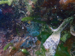Virididentula dentata