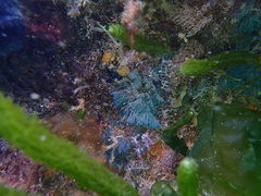 Virididentula dentata