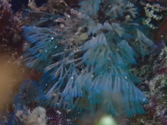 Virididentula dentata