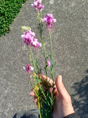 Linaria maroccana