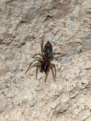 Porrhoclubiona leucaspis