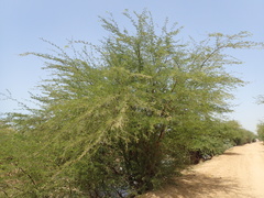 Prosopis juliflora