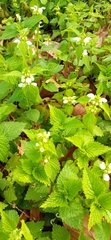 Lamium flexuosum