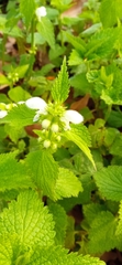 Lamium flexuosum