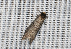Lepidoscia annosella
