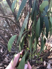 Muellerina eucalyptoides